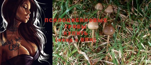 прущие грибы Гусь-Хрустальный